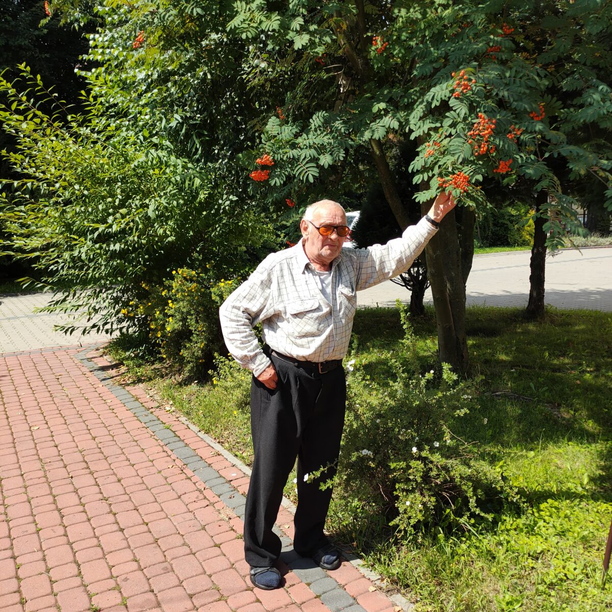 Starszy mężczyzna w okularach stoi na kostce brukowej i trzyma gałąź rosnącej obok jarzębiny. Wkoło jest dużo zieleni.
